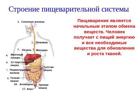 Влияние языка на пищеварение и обмен веществ