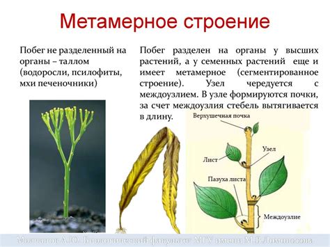 Внешнее строение растений и их адаптации