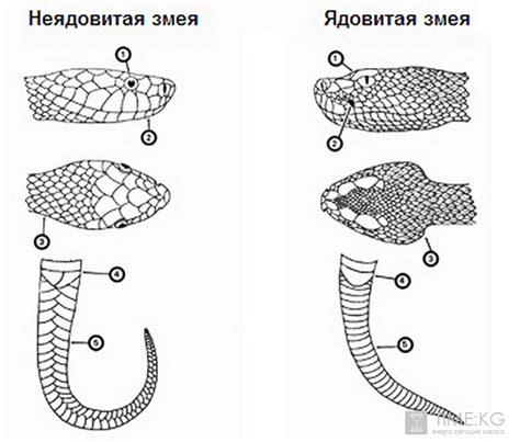 Внешние отличия ядовитых и неядовитых змей