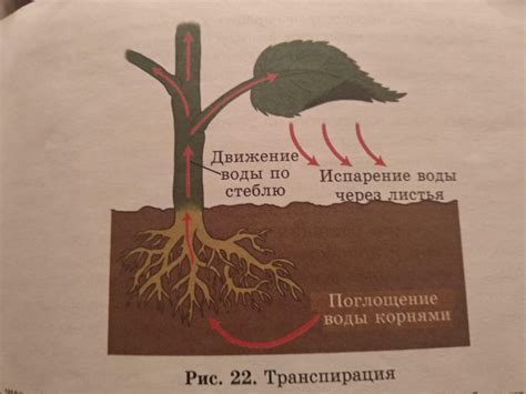 Внешние факторы, влияющие на форму клетки растений