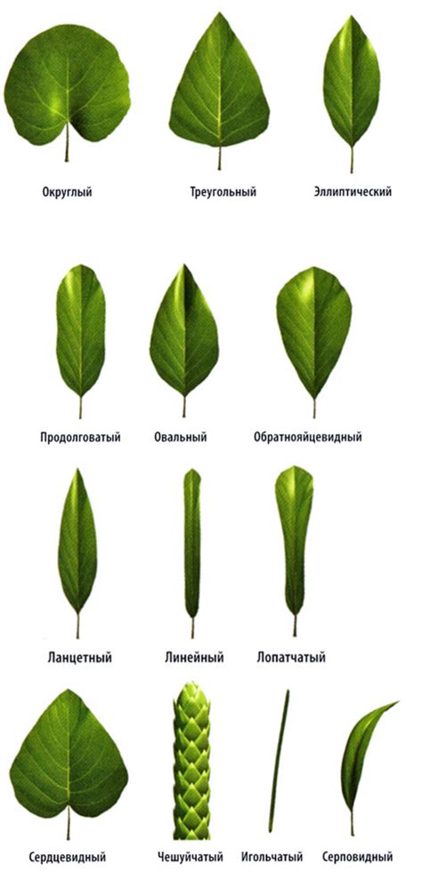 Внешний вид и форма листа