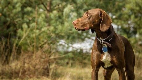 Внимательно наблюдайте за состоянием собаки