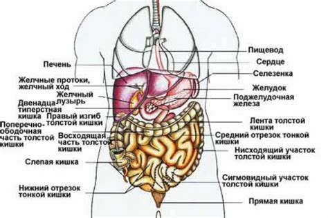 Внутренние органы, вызывающие боль