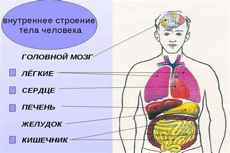 Внутренние органы справа