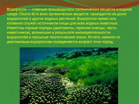 Водоросли: многоклеточные организмы в водной среде