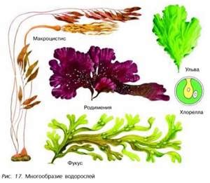 Водоросли в 7 классе: факторы обусловливающие их многообразие