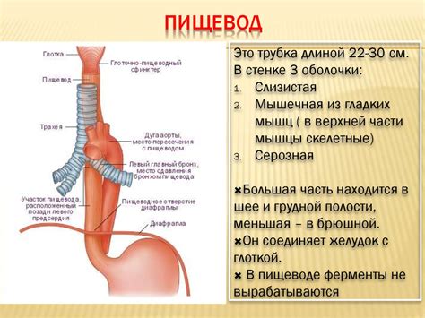 Воздействие агрессивных веществ на пищевод