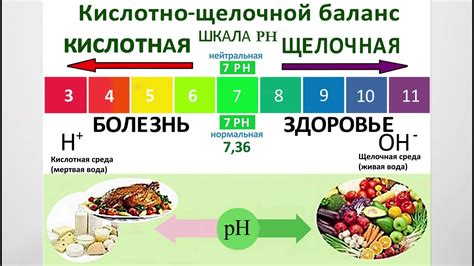 Воздействие большого количества капусты на кислотно-щелочной баланс