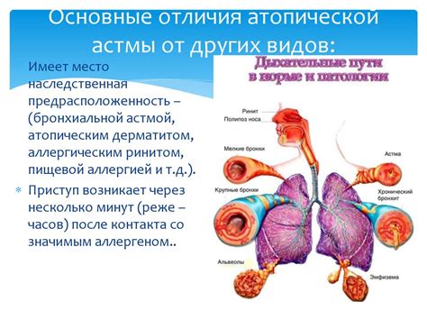 Воздействие бронхиальной астмы на функции легких