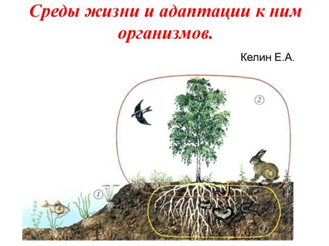 Воздействие климата на адаптацию и эволюцию живых организмов