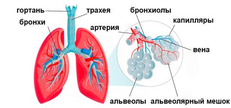 Воздействие на дыхательную систему и легкие