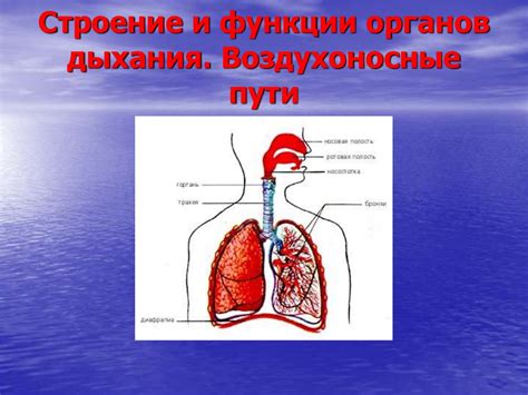 Воздухоносные пути человека: строение и функции