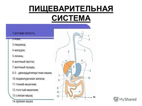 Возможность недостаточного всасывания питательных веществ