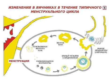 Возможные осложнения от желтого тела в яичнике