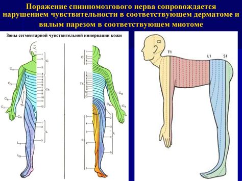 Возможные повреждения нервов