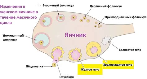 Возможные последствия наличия желтого тела