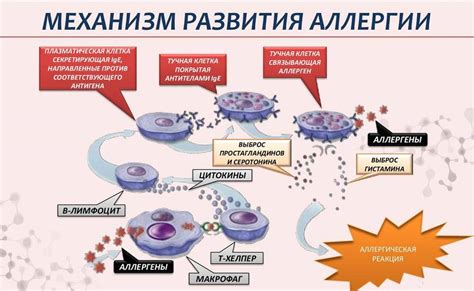 Возможные причины аллергических реакций у взрослых