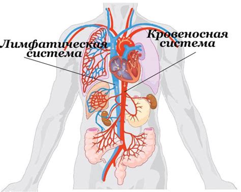 Возможные причины отека лимфоузлов в паху у мужчин