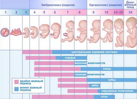 Возможные проблемы и риски для матери и плода