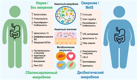 Возникновение ожирения и метаболического синдрома