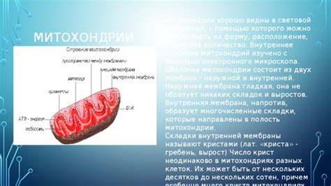 Возраст и количество крист в митохондриях