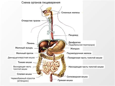 Вредность для пищеварительной системы