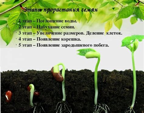 Всхожесть семян в биологии: методы определения и значение в растениеводстве