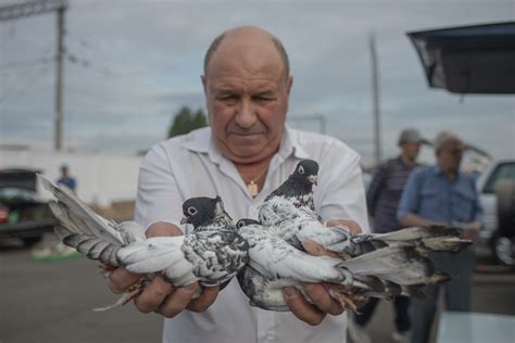 Вся правда о голубиных домиках и голубятнях