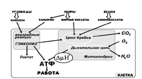 Вторая стадия клеточного дыхания и ее значение