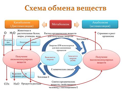 Вторая стадия клеточного дыхания и продукты обмена веществ