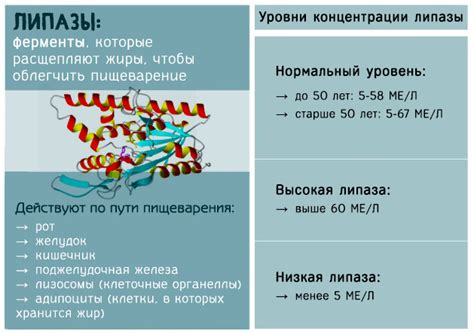 Второй способ для увеличения уровня липазы в организме