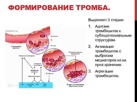 Вшивость как физиологическая реакция организма