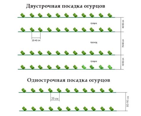 Выбор растений для зимней посадки в теплице