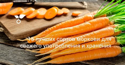 Выбор сорта моркови для осенней посадки