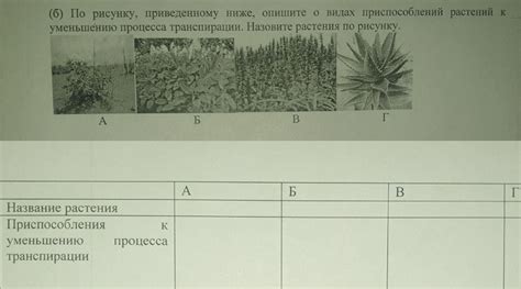 Выбор сортов растений, приспособленных к плохому дренажу