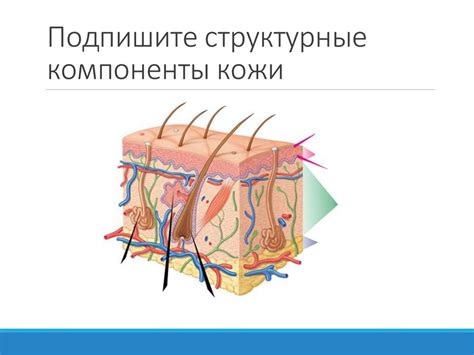 Выделения крови при абразии кожи