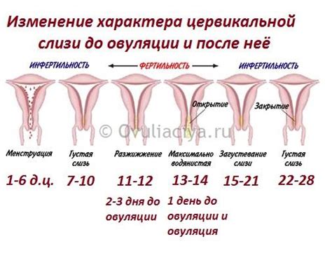 Выделения после овуляции: влияние на концепцию