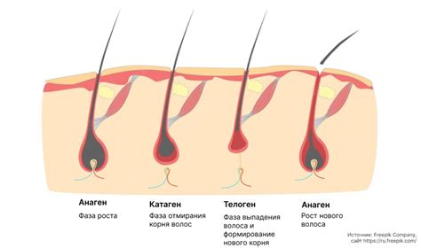 Выпадение волос из-за щитовидки: