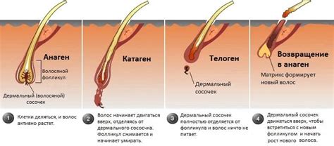 Выразительность и утонченность толстых волос