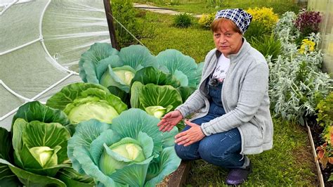 Выращивание капусты без обламывания