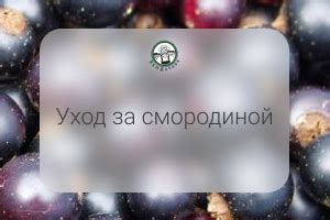 Вырывание сорняков вручную после осеннего окончания вегетации