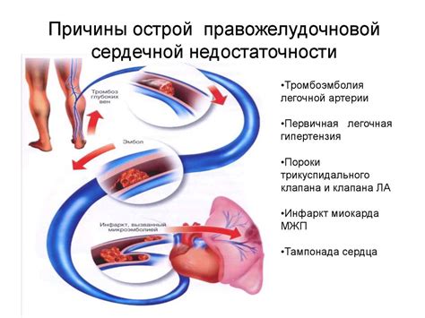 Выявление недостаточности кровообращения