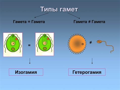 Гамета в 6 классе биологии: основные характеристики и роль в репродукции