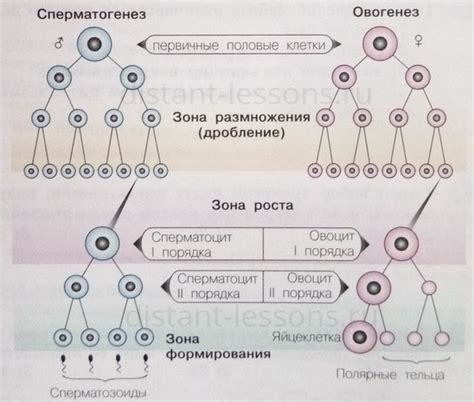 Гаметогенез: процесс формирования гамет