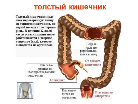 Гаустрация неравномерная: причины и механизмы