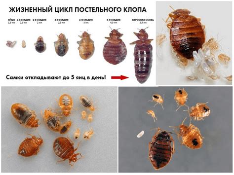 Где клопы могут жить и размножаться