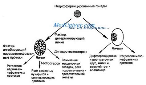 Гендерные методы определения пола