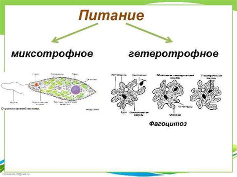 Гетеротрофное питание инфузории туфелька: фагоцитоз и пиноцитоз