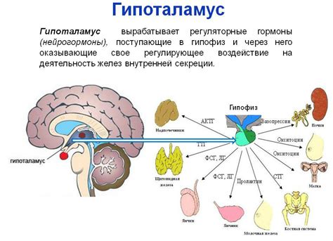 Гипоталамус