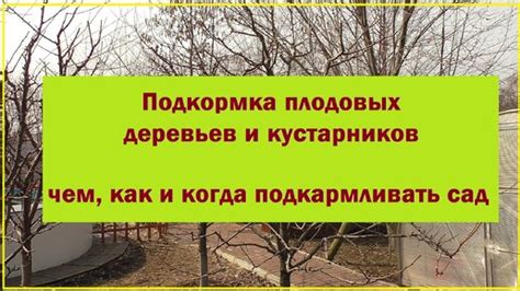 Глава 1: Как правильно подкормить молодые плодовые деревья